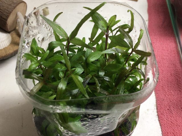 カーペットパールグラスを水上育成してから約90日目までの記録!そして、水中へ沈めてみた! 水上葉育成