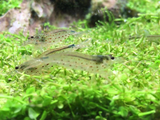 コケ取りエビの定番種のヤマトヌマエビは共食いをするのか? アクアリウムTips