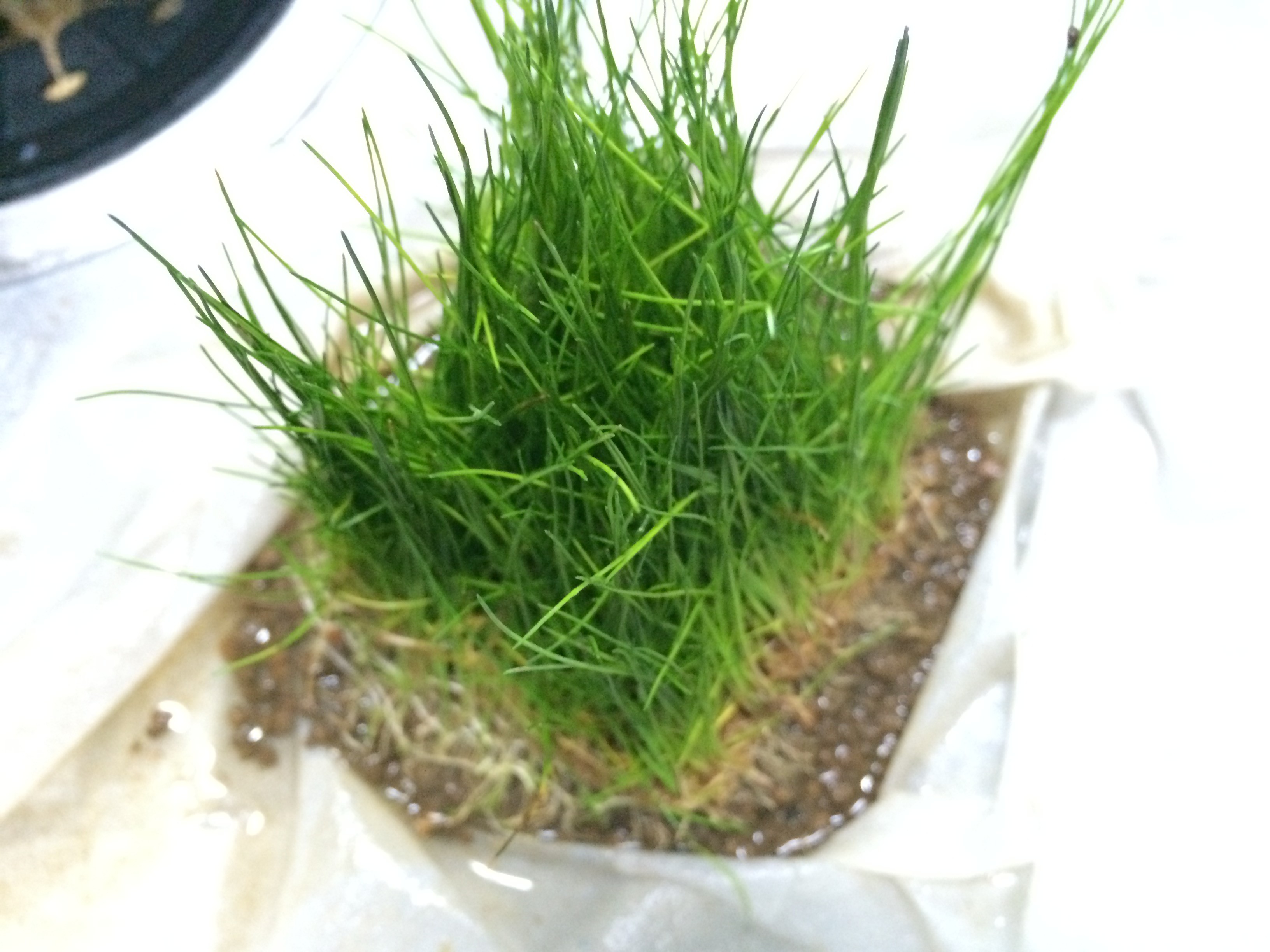カーペットパールグラス 水草の種 が水上で発芽し 生長し始めた 10日目 アクアリウム初心者