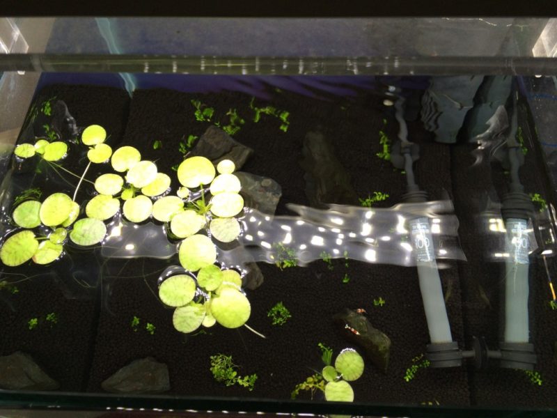 ドワーフフロッグビット 小型水槽向けの可愛らしい丸葉の浮草 アクアリウム初心者
