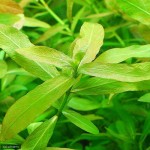 ハイグロフィラ・ポリスペルマ　CO2無添加・低光量ですぐに育つ初心者向け水草