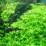 グリーンロタラ　水草水槽で定番の水草