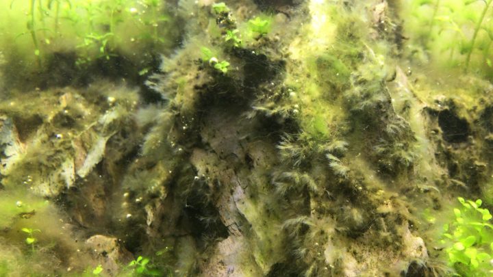 プロブラッシュを使う前の藻類が付着した石