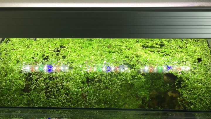 アクロ TRIANGLE LED GROW600のレビュー！コスパ抜群の水草育成向けLED 