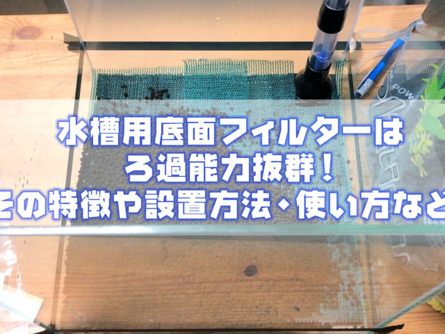 水槽用底面フィルターはろ過能力抜群!その特徴や設置方法・使い方など! アクアリウムTips