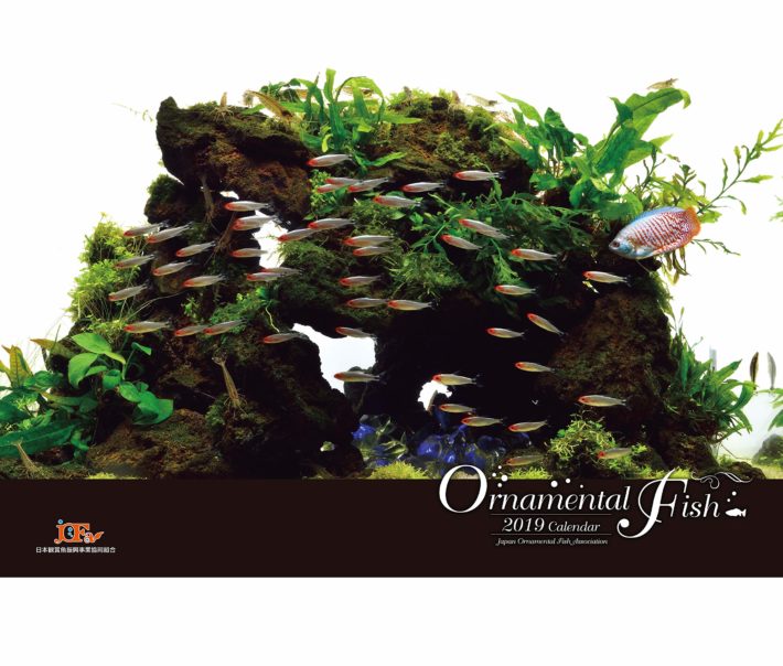 ORNAMENTAL FISH 観賞魚カレンダー 2019年