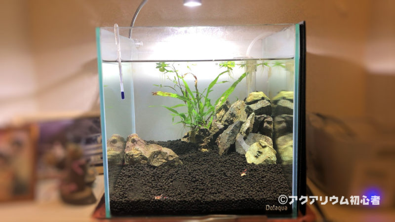 アクアリウム初心者 入門者 初心者向け水槽 熱帯魚 水草 器具 情報を紹介