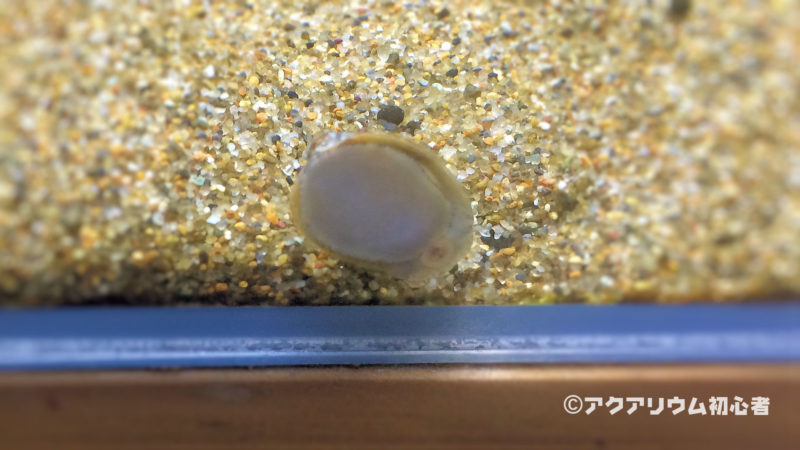 フネアマ貝 コケ取り能力では貝類最高クラスの生体！ | アクアリウム初心者