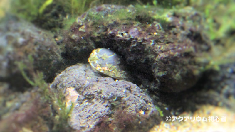 フネアマ貝が石に付着したコケを食べて綺麗になった状態
