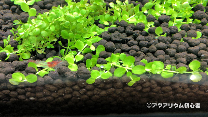 ニューラージパールグラスの水草育成方法！光量・CO2添加・特長・生長速度・注意点など