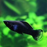 ブラックモーリーで藍藻駆除